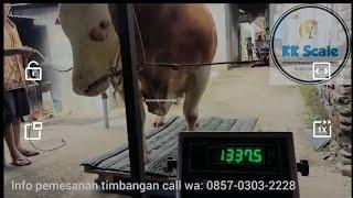 PENIMBANGAN SAPI MONSTER 1.3 TON Timbangan sapi digital call wa  0857-0303-2228