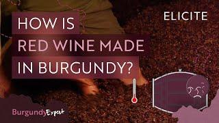 Red Winemaking In Burgundy Explained