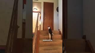 The Most Epic Cat Slap Ever - RxCKSTxR Comedy Voiceover