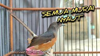 AMPUHSEMUA MURAI NYAUT DENGAR SURA BETINA GACOR INI  #muraibetina #choelua #muraibatu #shama