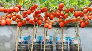 Tips for growing tomatoes in high-yield plastic bottles the 90-year-old old man shares with you