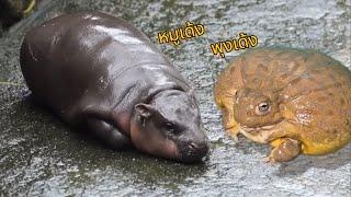 หมูเด้งคือใครเบียดอ่างสงสัยจัง #กบ #กบยักษ์ #africanbullfrogs