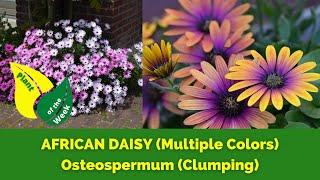 AFRICAN DAISY Clumping  Osteospermum  Multiple Colors Available