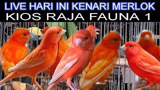 Live di pasar burung Pramuka hari ini review harga burung Kenarikios Raja fauna 1