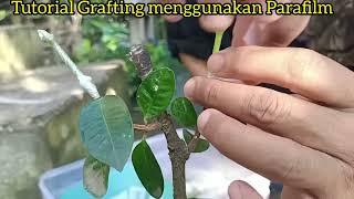 Tutorial Parafilm untuk Grafting Bibit tanaman