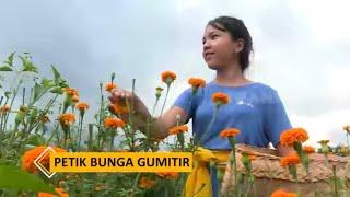 Membantu Kakak Memetik Bunga Gemitir  BOCAH PETUALANG 061221