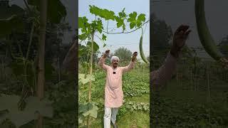 तोरी की खेती करते समय इन सब बातो का ध्यान करना बहुत ज़रूरी है  Ridge Gourd Cultivation