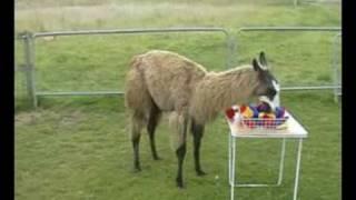 Clicker trained llama selects yellow toys.