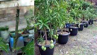 How to make mango trees bear fruit quickly  grafting mango