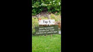 Top 5 Deer Resistant Shrubs for Your Garden or Landscape   #short #shorts