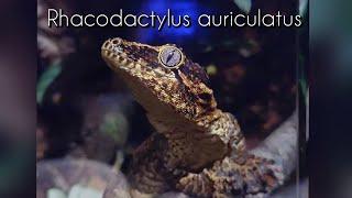 Rhacodactylus auriculatus - Der Höckerkopfgecko und sein Terrarium