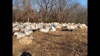 Sheep and goats thrived through the entire winter with no hay 100% grazing every day.