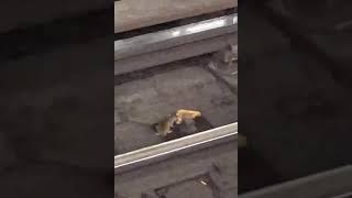 Rat vs French Toast  NYC Subway