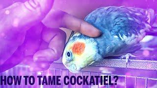 How to Bond and Tame a Scared Cockatiel? Taming Season