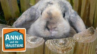 Kaninchen  Information für Kinder  Anna und die Haustiere