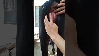 Hypospadias in a calf