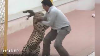 Leopard Attacked A School In India