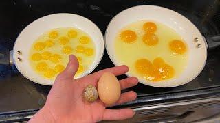 Chicken eggs vs Quail eggs  Quail chick update