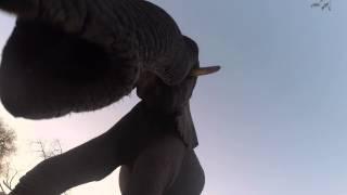 Elephant Eats GoPro