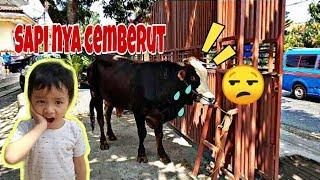 SAPI DISEMBELIH  HARI RAYA IDUL ADHA