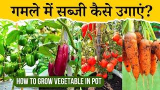 घर पर गमले में सब्जी कैसे उगाएं? Gamle Me Sabji Kaise Ugaye  How To Grow Vegetable In Pot