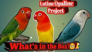 Lutino Opaline FischeriBreeding Guide