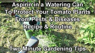 How to Use Aspirin to Prevent Pests & Disease on Tomatoes - Recipe & Routine Two Minute TRG Tips