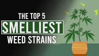 The 5 SMELLIEST CANNABIS Strains in the World