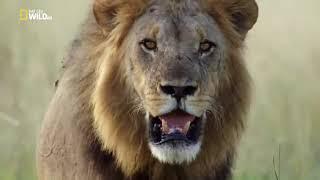 Nat Geo Wild Хищники Африки  молодая кровь Ужасные Львы цари зверей на охоте в Саванне Animalplanet