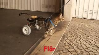 Dog Locomotion - Flôr