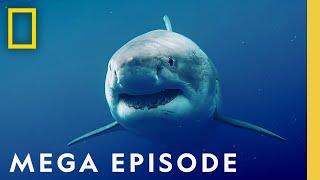 Worlds Most Dangerous Sharks MEGA EPISODE - Top 5 Full Episodes  Sharkfest