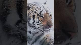 #тигр