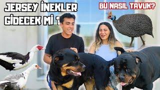 NEŞE ÇİFTLİĞİNİN YENİ ÜYELERİ  Bazı Ayrılıklar Yaşanacak