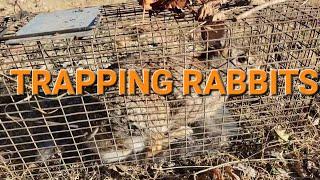 How to trap rabbits using live traps