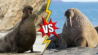 Walrus vs Gajah Laut  Siapa yang Lebih hebat?