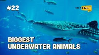 6 Biggest Underwater Animals You Dont Want To Meet At The Beach