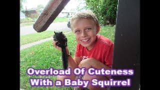 OverLoad Of Cuteness With A Baby Squirrel