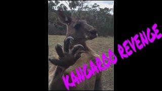 Kangaroo finds Australian mans home wants revenge