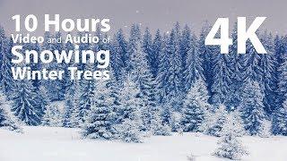 4K HDR 10 hours - Snowing on Winter Trees - relaxing gentle calming