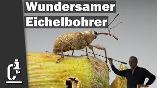 Die wundersame Welt des Eichelbohres Entdeckungen von Jean-Henri Fabre  Matthias Mross  FT Bio 24