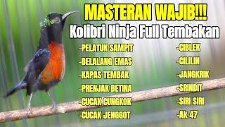 MASTERAN KOLIBRI NINJA FULL TEMBAKAN ISIAN LOMBA TERBUKTI AMPUH BIKIN KONIN JUARA