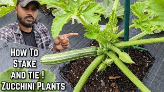 Growing zucchini Vertically - How To Stake and Tie Your plants Upward  #gardening #garden
