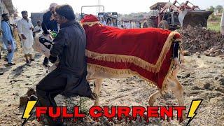 Jaffar Mandi 2023 - Very Dangerous Bulls - Fateh Jang Bulls 2023 - Cow Mandi 2023 -Bakra Mandi 2023