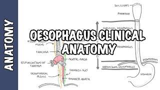The Oesophagus Esophagus - Clinical Anatomy