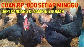 3 Strategi Memulai Peternakan Ayam Kampung Sebagai Pemula