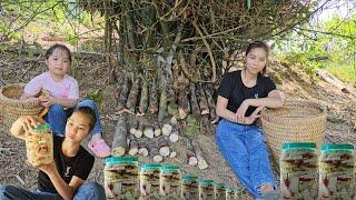 Harvesting bamboo shoots to sell. Processing pickled chili bamboo shoots