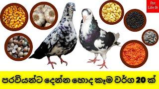 Pigeon Food  Best Food and natural Medicine for Racing Pigeons English Subtitle Paravi Food Sl