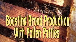 How To Feed Pollen Patties To Bees Pollen Substitute