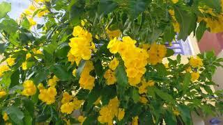 Vasthu Maram  Arali  Garden Tour  Yellow Bells Flower  Padmapriyaa Vlogs