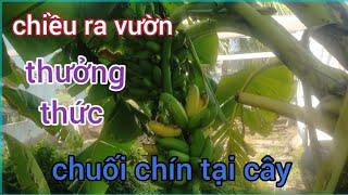 chiều ra vườn thưởng thức chuối chín tại cây quá ngon cuộc sống người miền tây